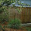 Loropetalum chinense, habit