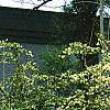 Loropetalum chinense, habit