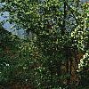 Loropetalum chinense, habit