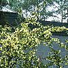 Loropetalum chinense, habit