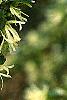 Loropetalum chinense, flowers