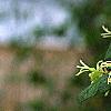 Loropetalum chinense, flowers