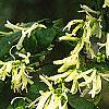 Loropetalum chinense, flowers
