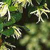 Loropetalum chinense, flowers