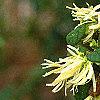 Loropetalum chinense, flowers