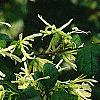 Loropetalum chinense, flowers