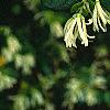 Loropetalum chinense, flowers