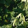 Loropetalum chinense, flowers