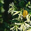 Loropetalum chinense, flowers
