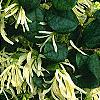 Loropetalum chinense, flowers