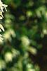 Loropetalum chinense, flowers