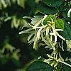 Loropetalum chinense, flowers
