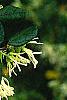 Loropetalum chinense, flowers