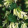 Loropetalum chinense, flowers