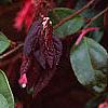 Loropetalum chinense var. rubrum 'Zhuzhou Fuschia', flowers