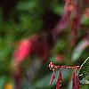 Loropetalum chinense var. rubrum 'Zhuzhou Fuschia', flowers