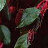 Loropetalum chinense var. rubrum 'Zhuzhou Fuschia', flowers