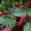 Loropetalum chinense var. rubrum 'Zhuzhou Fuschia', flowers