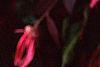 Loropetalum chinense var. rubrum 'Zhuzhou Fuschia', flowers