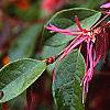 Loropetalum chinense var. rubrum 'Zhuzhou Fuschia', flowers