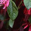 Loropetalum chinense var. rubrum 'Zhuzhou Fuschia', flowers