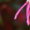Loropetalum chinense var. rubrum 'Zhuzhou Fuschia', flowers
