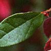 Loropetalum chinense var. rubrum 'Zhuzhou Fuschia', flowers