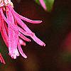 Loropetalum chinense var. rubrum 'Zhuzhou Fuschia', flowers