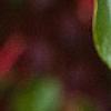 Loropetalum chinense var. rubrum 'Zhuzhou Fuschia', flowers