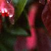 Loropetalum chinense var. rubrum 'Zhuzhou Fuschia', flowers