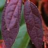 Loropetalum chinense var. rubrum 'Zhuzhou Fuschia', flowers