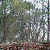 Loropetalum chinense var. rubrum 'Zhuzhou Fuschia', culture