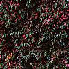 Loropetalum chinense var. rubrum 'Zhuzhou Fuschia', culture