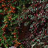 Loropetalum chinense var. rubrum 'Zhuzhou Fuschia', culture