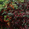 Loropetalum chinense var. rubrum 'Zhuzhou Fuschia', culture