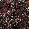 Loropetalum chinense var. rubrum 'Zhuzhou Fuschia', culture