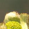 Parrotiopsis jacquemontiana, flowers