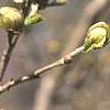 Parrotiopsis jacquemontiana, flowers
