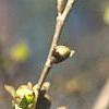 Parrotiopsis jacquemontiana, flowers