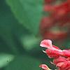 Aesculus x carnea, flowers