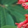 Aesculus x carnea, flowers