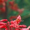 Aesculus x carnea, flowers