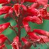 Aesculus x carnea, flowers