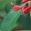 Aesculus x carnea, flowers