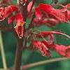 Aesculus x carnea, flowers