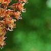 Aesculus x carnea, flowers