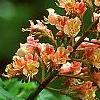 Aesculus x carnea, flowers