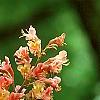 Aesculus x carnea, flowers
