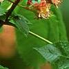 Aesculus x carnea, flowers