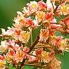 Aesculus x carnea, flowers
